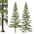 Spruce Tree04 - Thumbnail 1