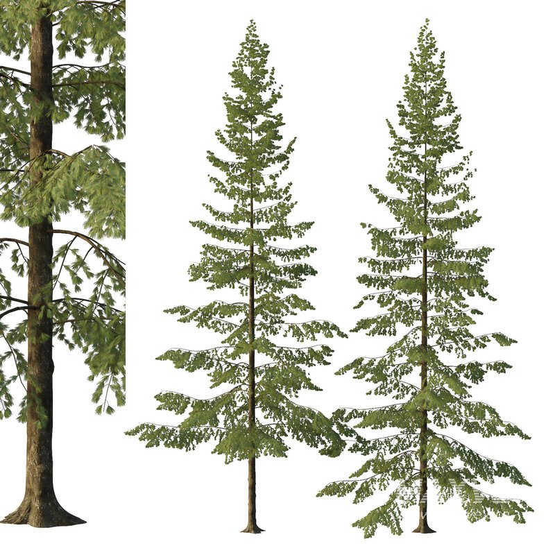 Spruce Tree04 - Image 1