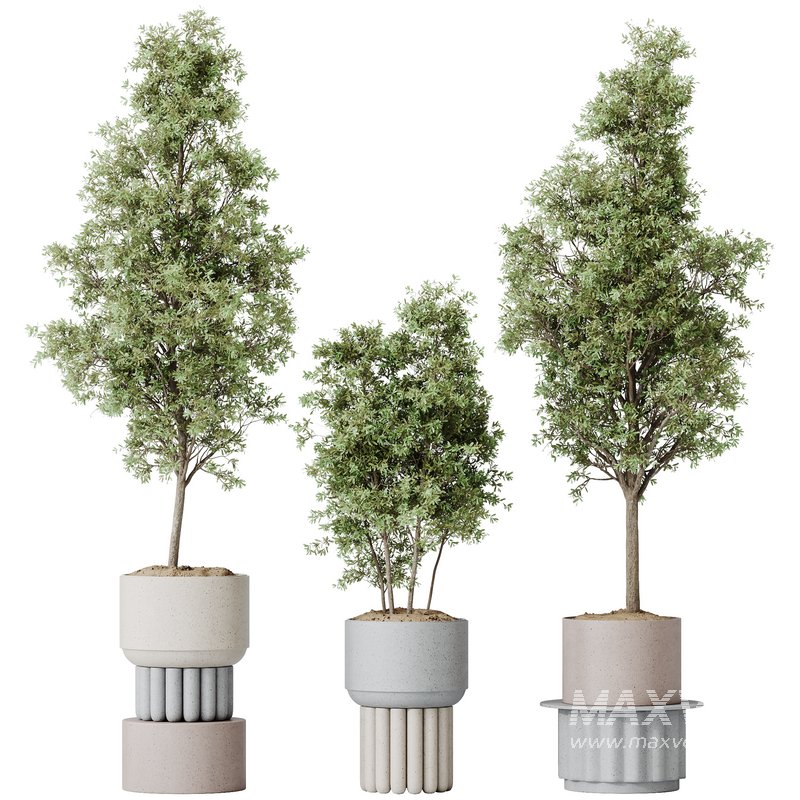 HousePlants Mission Kalamata Leccino Arbequina Wilsonii Chemlali Olive Set13 - Image 2