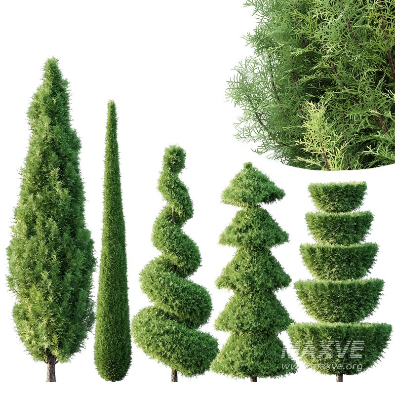 Pruned cedar trees - Image 2