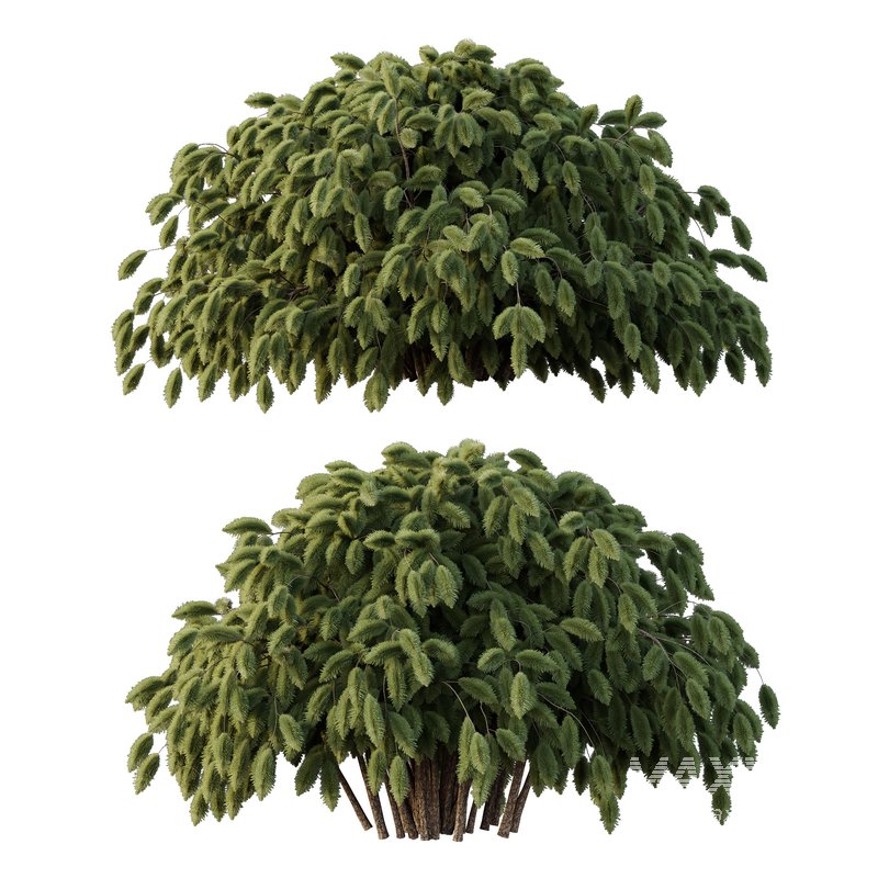 pin bush 01 - Image 1