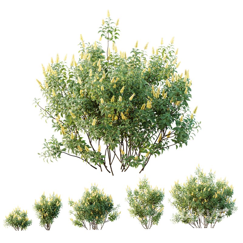 HQ Plants Kapebonavista Pachystachys Lutea Golden Shrimp - Image 1