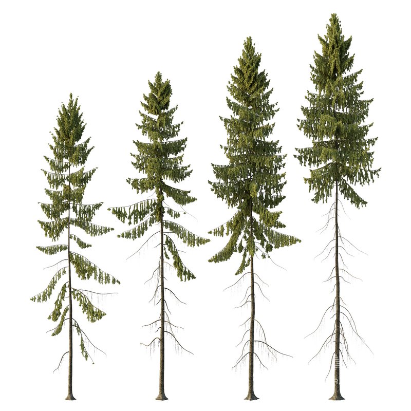 Spruce Tree01 - Image 1