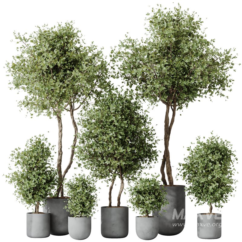 HQ HousePlants Mission Kalamata Leccino Arbequina Wilsonii Chemlali Olive Set18 - Image 1