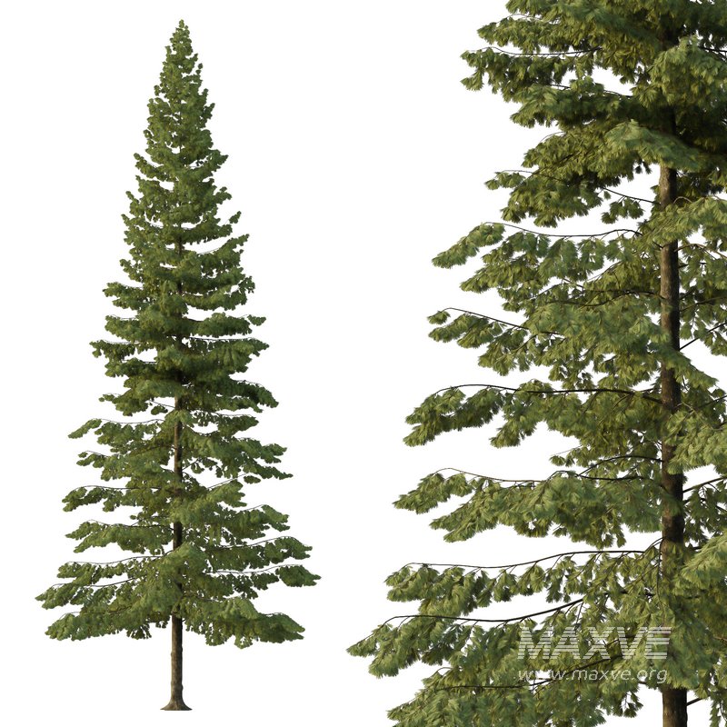 Spruce Tree05 - Image 1