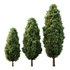 Italian Cypress Tree08 - Thumbnail 1