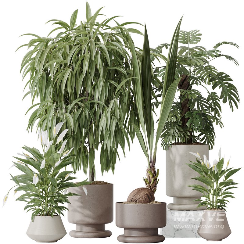 Indoor plant set 53 - Image 1