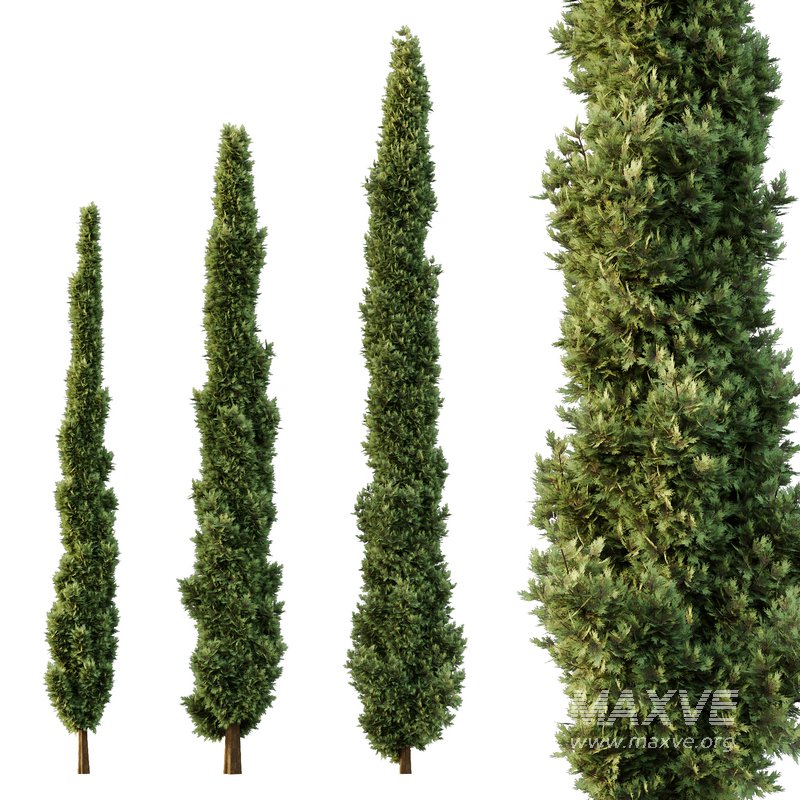 Italian Cypress Tree03 - Image 1