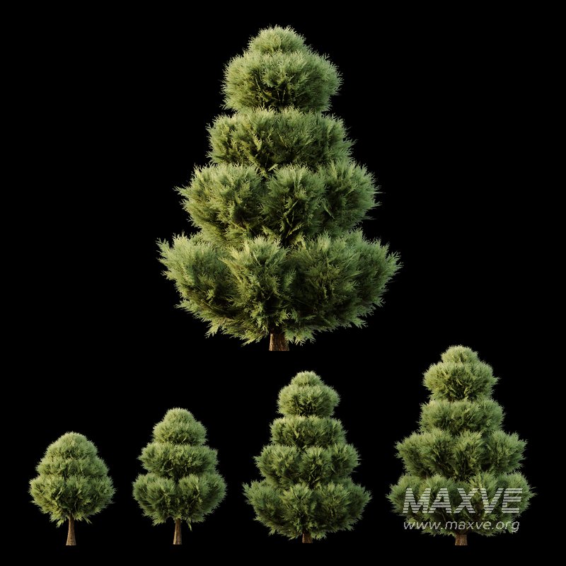 Italian Cypres Bush02 - Image 1