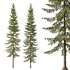 Spruce Tree03 - Thumbnail 1