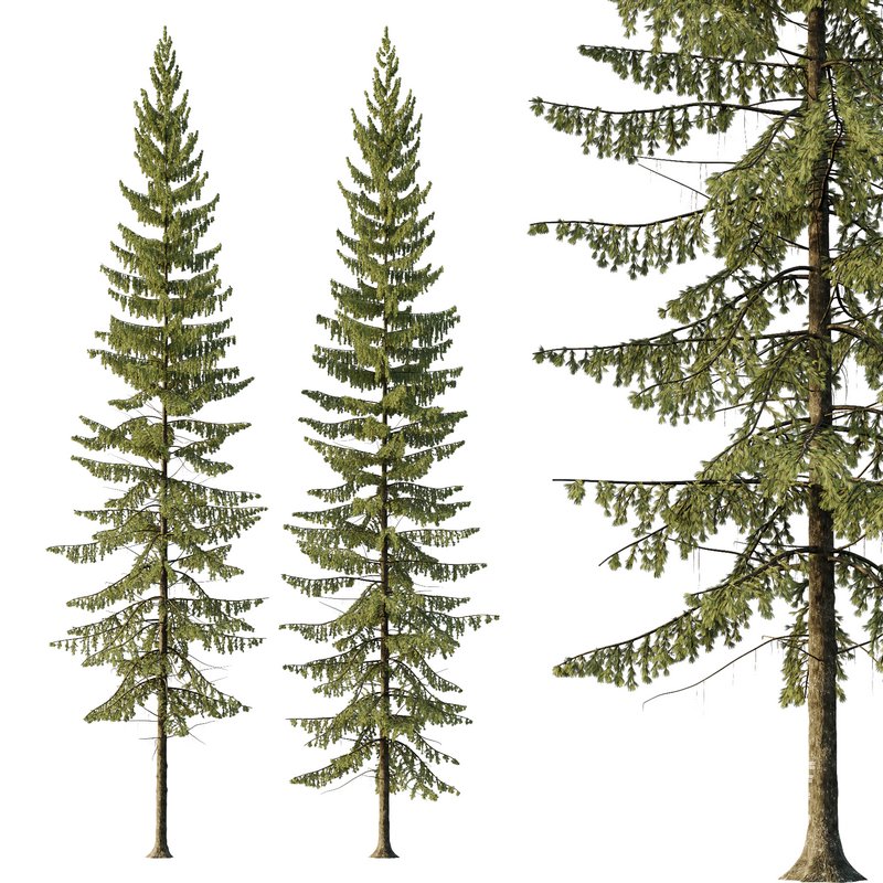 Spruce Tree03 - Image 1