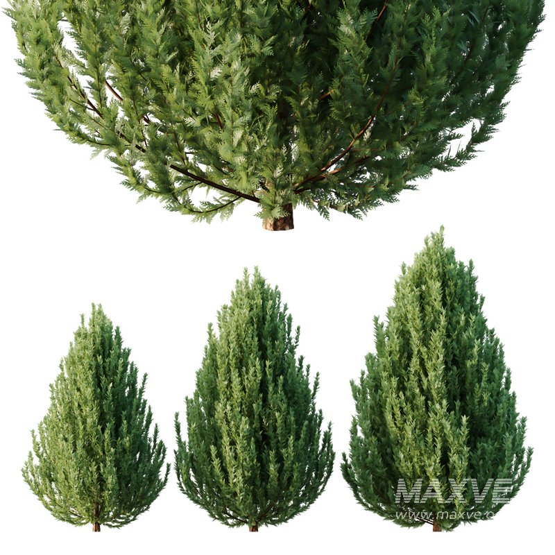 pin bush - Image 1