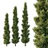 Italian Cypress Tree05 - Thumbnail 1