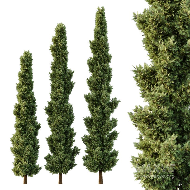 Italian Cypress Tree05 - Image 1