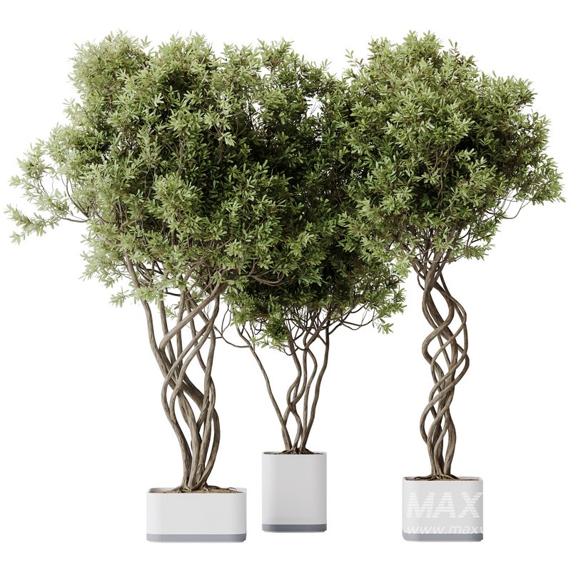 HQ HousePlants Mission Kalamata Leccino Arbequina Wilsonii Chemlali Olive Set16 - Image 1