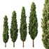 Italian Cypress Tree10 - Thumbnail 1