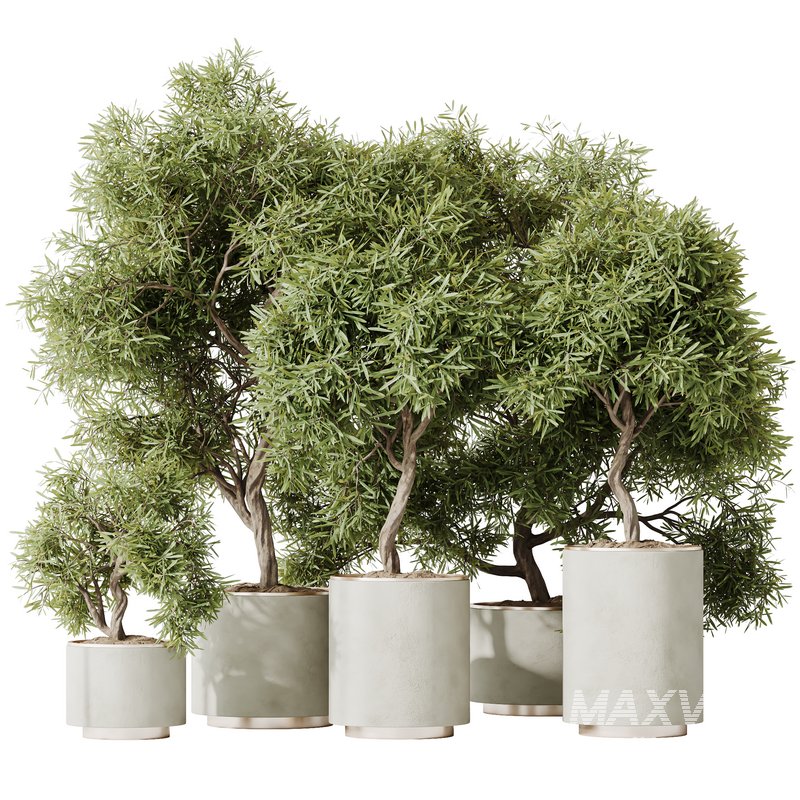 HQ HousePlants Mission Kalamata Leccino Arbequina Wilsonii Chemlali Olive Set 24 - Image 1