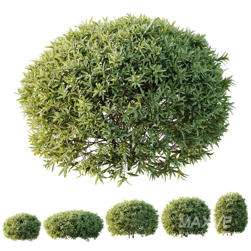 HQ Plants Phillyrea Angustifolia Rosemarinifolia Nana Architectural - Image 1