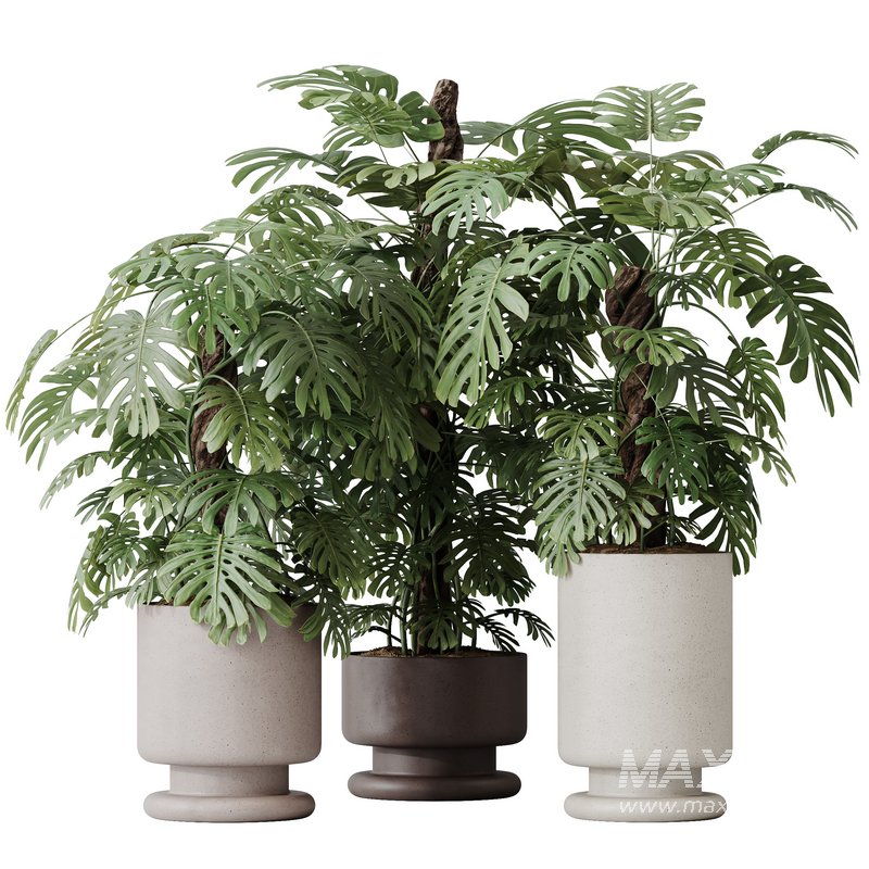 HousePlants Elegant Monstera Deliciosa Large Leaf Form Swiss Cheese Set02 - Image 1