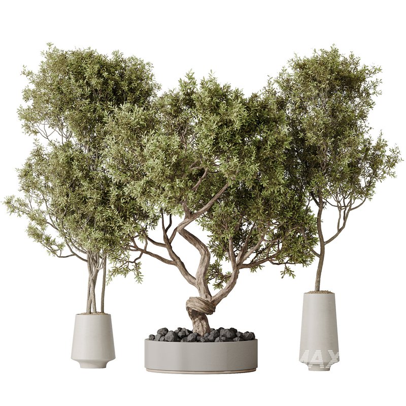 Indoor plant set 54 - Image 1