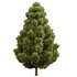 Italian Cypres Bush01 - Thumbnail 2