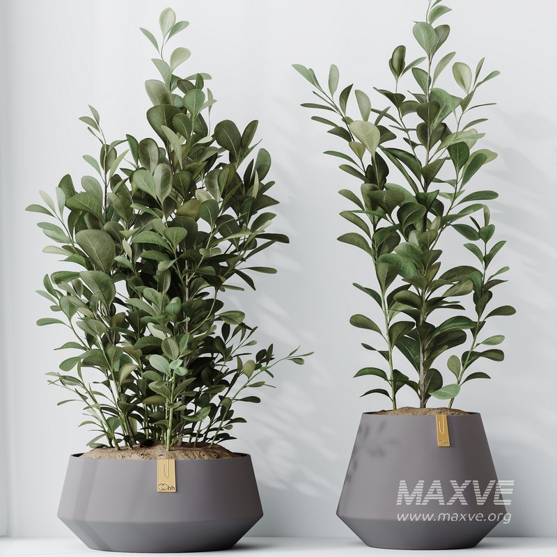 HousePlants Ficus Microcarpa Moclame Indian Laurel Set01 - Image 3