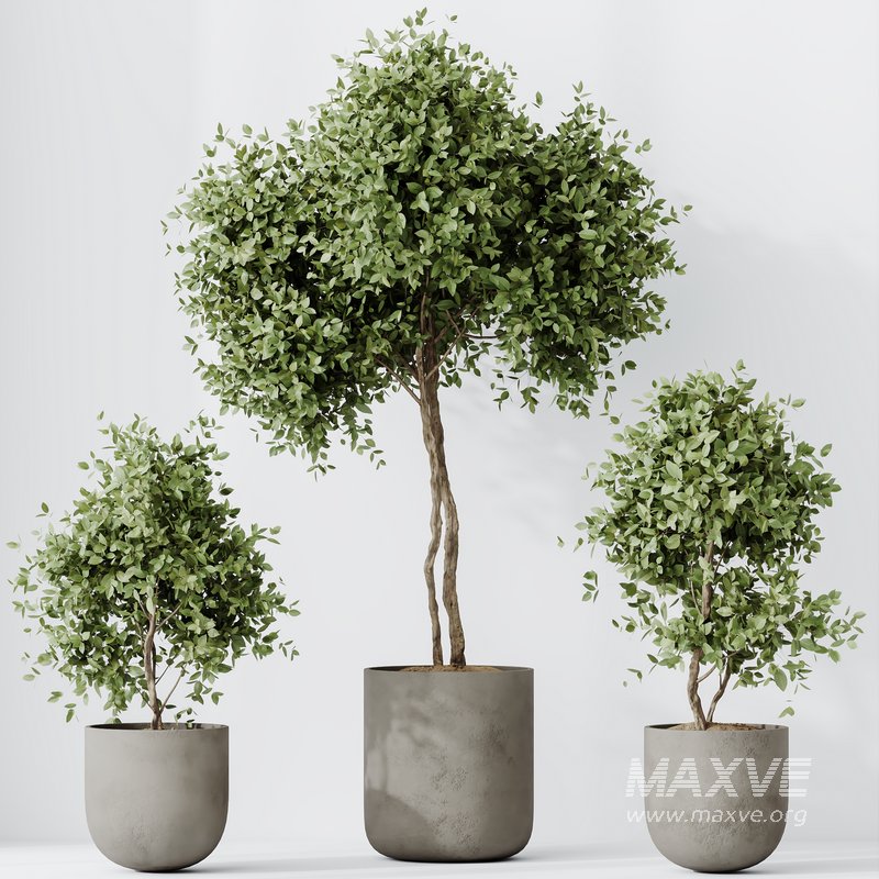 HousePlants Mission Kalamata Leccino Arbequina Wilsonii Chemlali Olive Set19 - Image 2