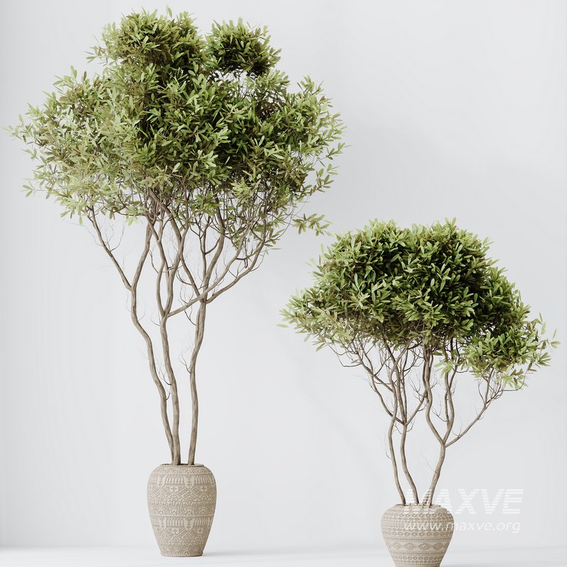 HQ HousePlants Mission Kalamata Leccino Arbequina Wilsonii Chemlali Olive Set17 - Image 1