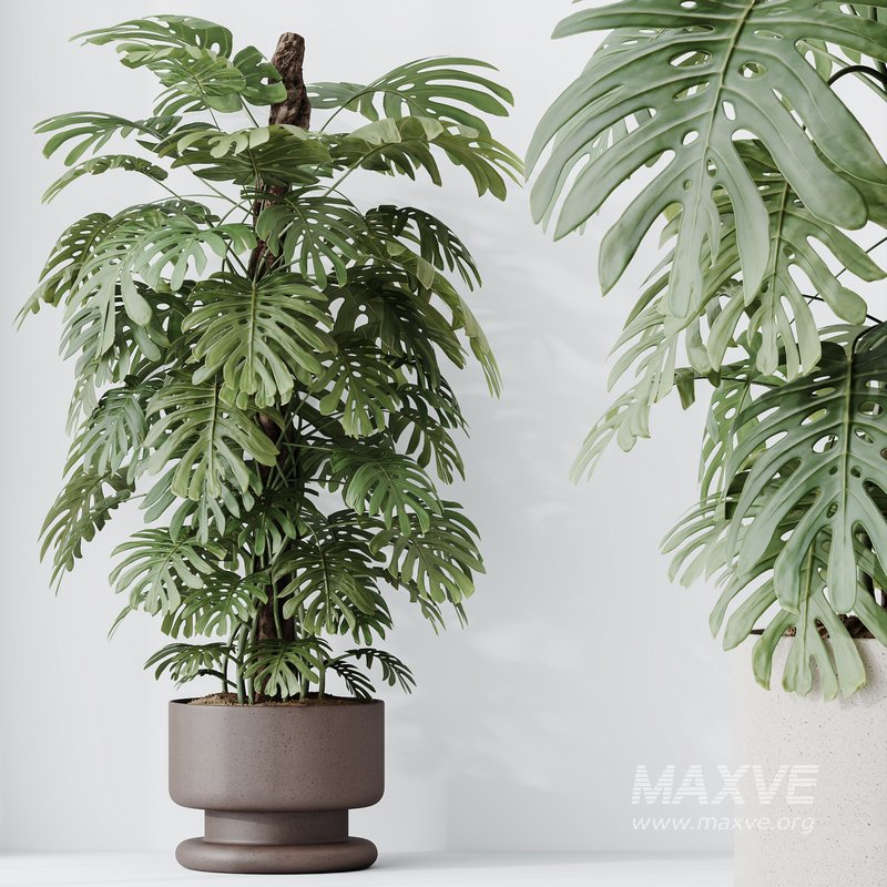 HousePlants Elegant Monstera Deliciosa Large Leaf Form Swiss Cheese Set02 - Image 3