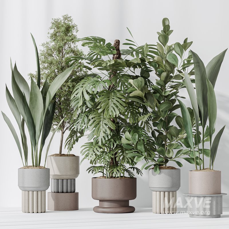 Indoor plant set 48 - Image 2