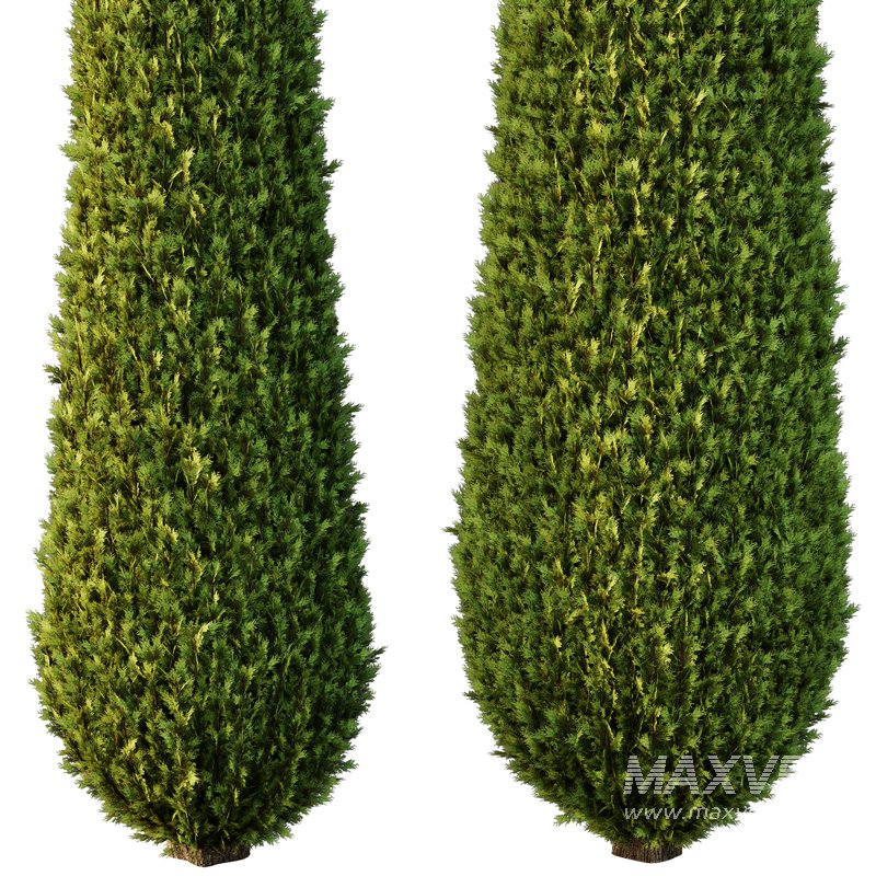 Italian Cypress Tree02 - Image 2