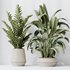 Indoor Plants Set 41 - Thumbnail 4