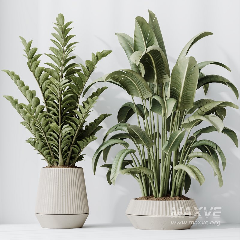 Indoor Plants Set 41 - Image 4