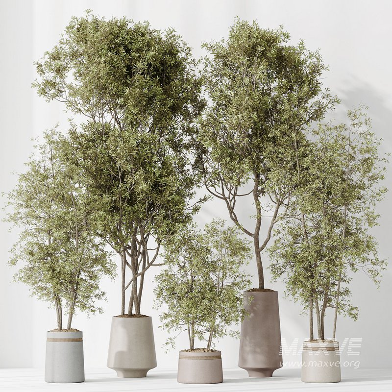 Indoor plant set 45 - Image 7