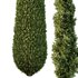 Italian Cypress Tree11 - Thumbnail 2