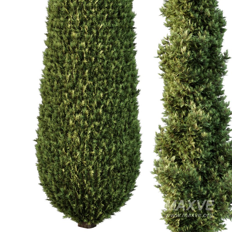 Italian Cypress Tree11 - Image 2