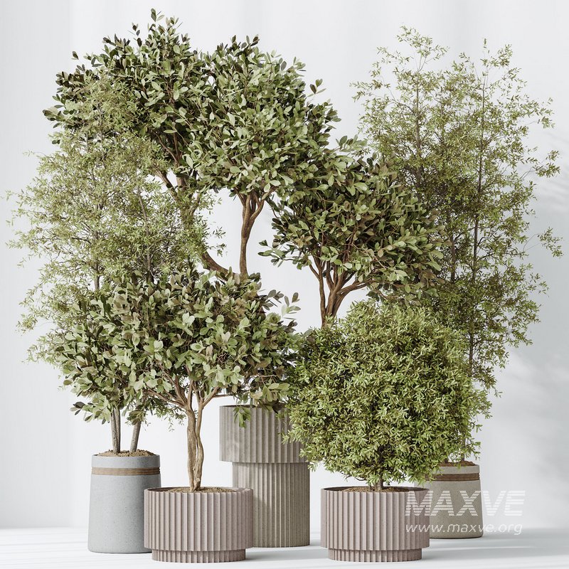 Indoor plant set 55 - Image 5