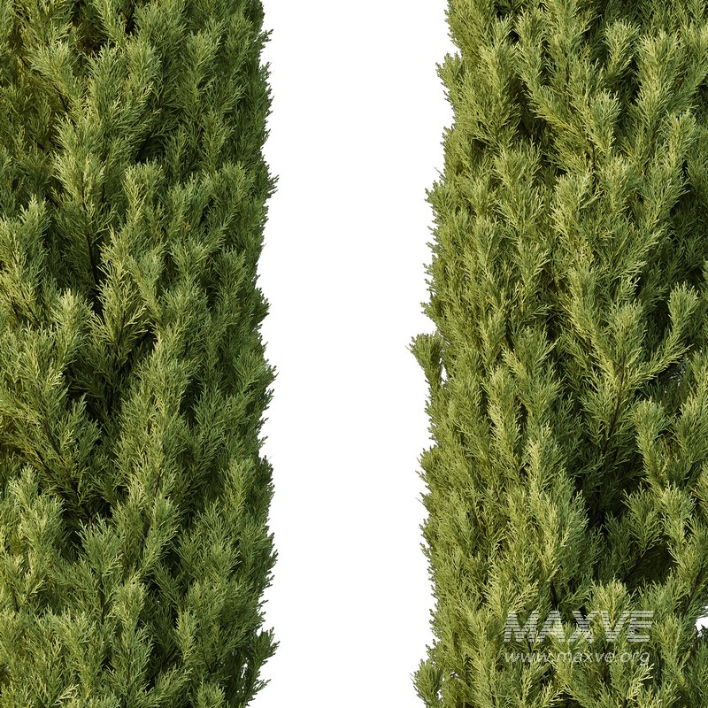 Cedrus deodara14 - Image 3