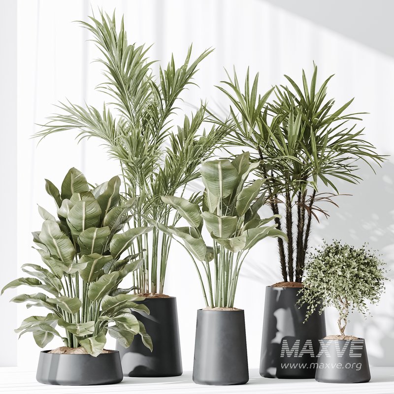 Indoor plant set 30 - Image 5