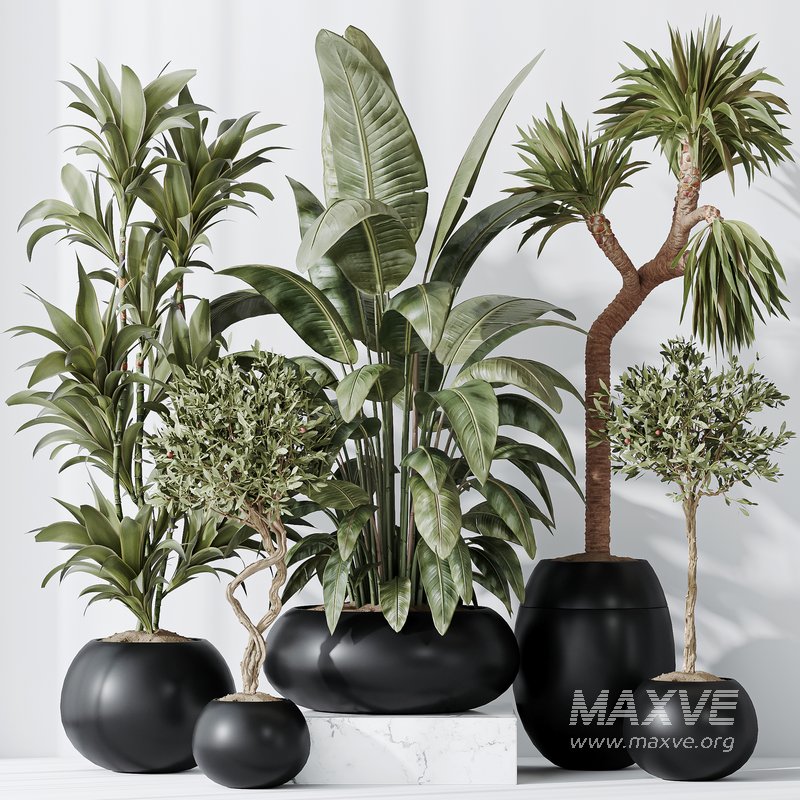 Indoor plant set 47 - Image 1