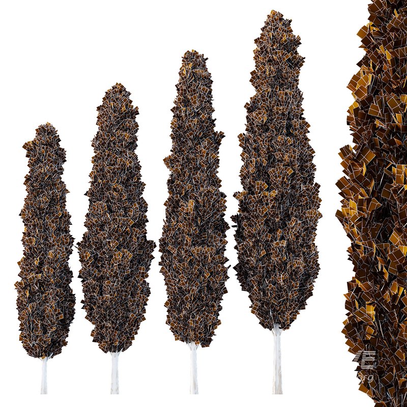 Italian Cypress Tree10 - Image 2