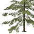 Spruce Tree04 - Thumbnail 3