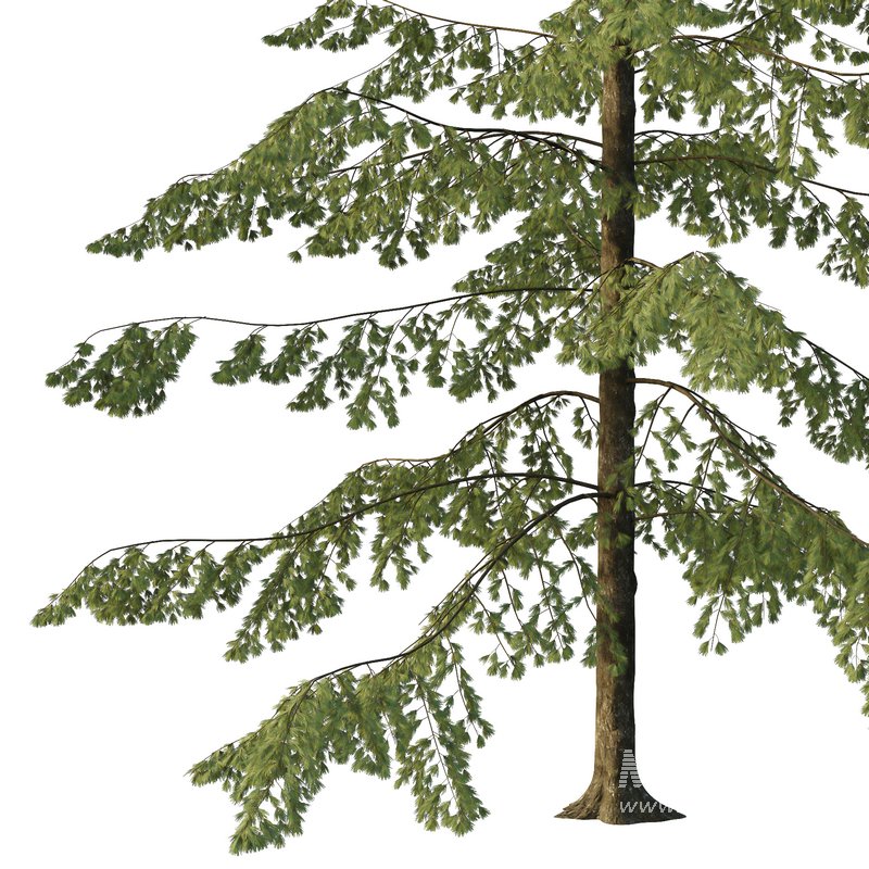 Spruce Tree04 - Image 3