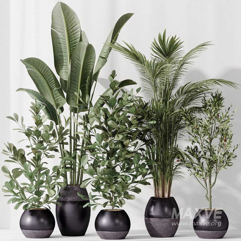 Indoor plant set 51 - Image 2