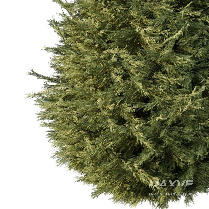 Spruce Tree06 - Image 3