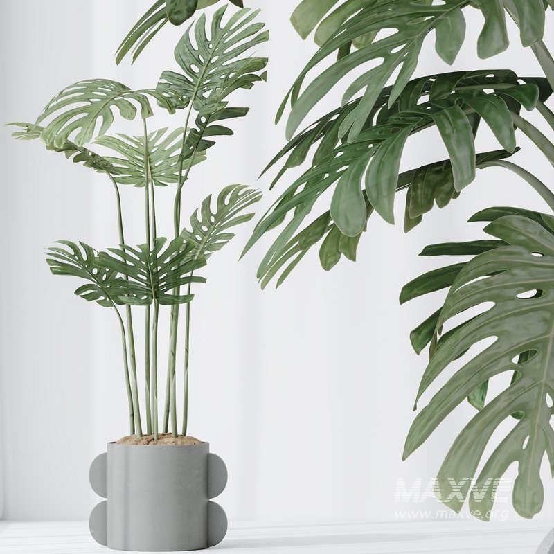 HousePlants Elegant Monstera Deliciosa Large Leaf Form Swiss Cheese Set04 - Image 5