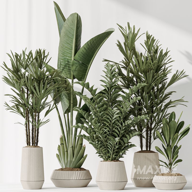 Indoor plant set 49 - Image 2