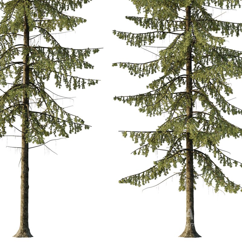 Spruce Tree03 - Image 2