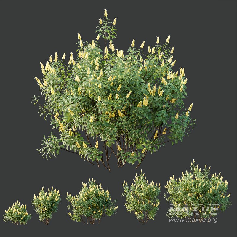 HQ Plants Kapebonavista Pachystachys Lutea Golden Shrimp - Image 5