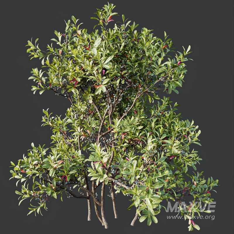 Plants Myrica Morella Pennsylvania Bayberry Candleberry Northern Fruit - Image 3